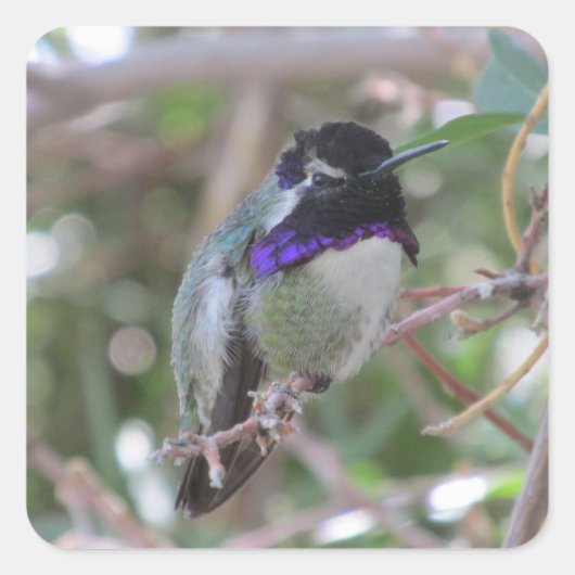 Costa's Hummingbird Vierkante Sticker (Voorkant)