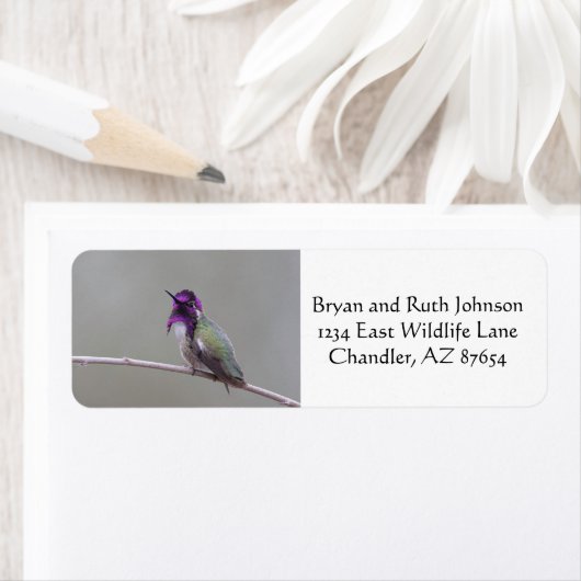 Costa's kolibrie etiket (Insitu)