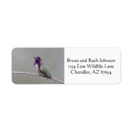 Costa's kolibrie etiket