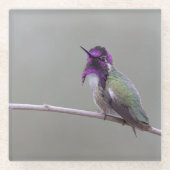 Costa's kolibrie glazen onderzetter (Voorkant)