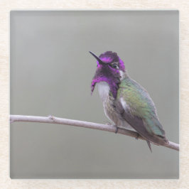 Costa's kolibrie glazen onderzetter