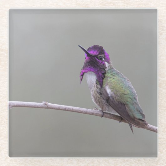 Costa's kolibrie glazen onderzetter (Voorkant)