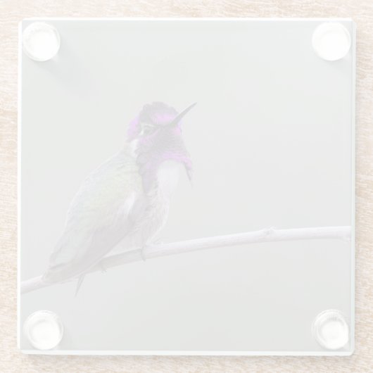 Costa's kolibrie glazen onderzetter (Achterkant)