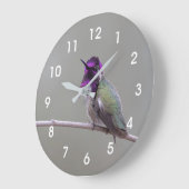 Costa's kolibrie grote klok (Hoek)