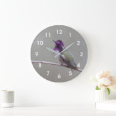 Costa's kolibrie grote klok (Huis)