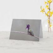 Costa's kolibrie kaart (Gele Bloem)