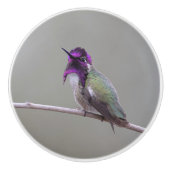 Costa's kolibrie keramische knop (Voorkant)