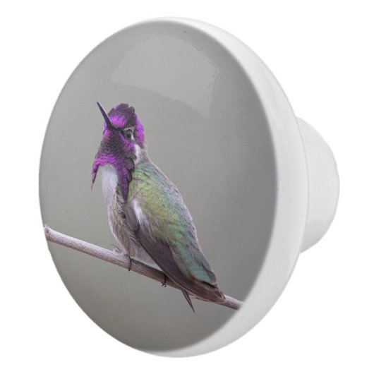 Costa's kolibrie keramische knop (Rechts)