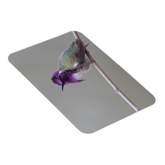 Costa's kolibrie magneet (Rechterzijde)