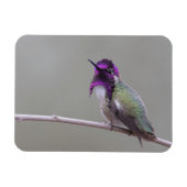 Costa's kolibrie magneet (Horizontaal)