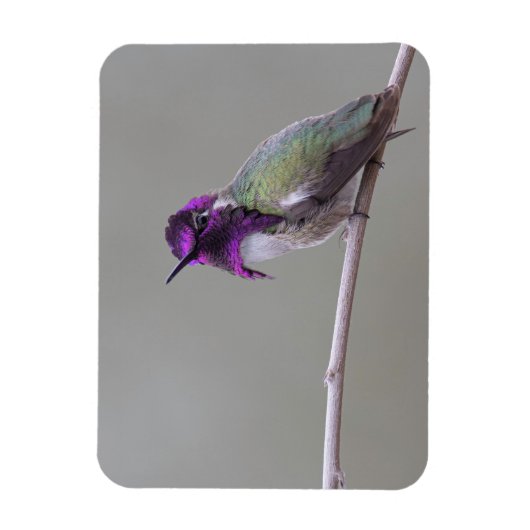 Costa's kolibrie magneet (Verticaal)