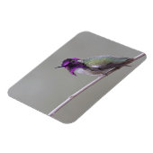 Costa's kolibrie magneet (Linkerzijde)