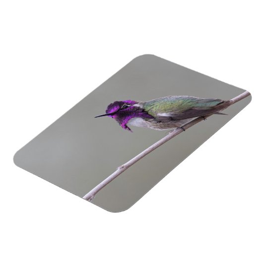 Costa's kolibrie magneet (Linkerzijde)