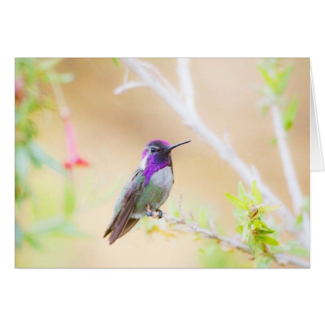 Costa's kolibrie onder de loof (Voorkant Horizontaal)