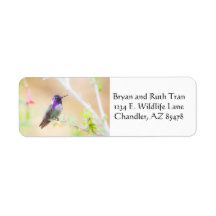 Costa's kolibrie onder de loof