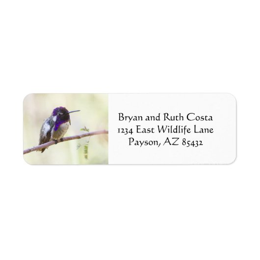 Costa's kolibrie op een tak etiket (Voorkant)