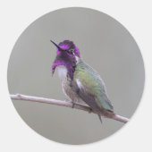 Costa's kolibrie ronde sticker (Voorkant)