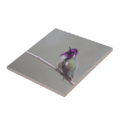 Costa's kolibrie tegeltje (Zijkant)