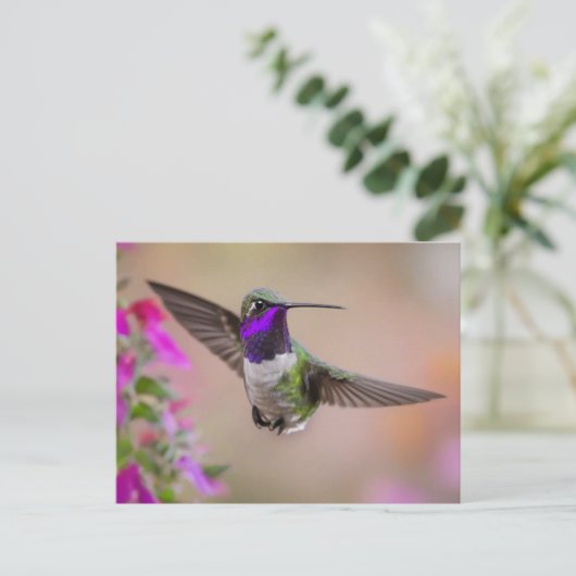 Costa's kolibrie tijdens de vlucht briefkaart (Staand voorkant)