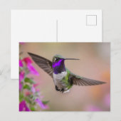 Costa's kolibrie tijdens de vlucht briefkaart (Voorkant / Achterkant)
