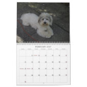 Coton Calendar Kalender (Feb 2027)