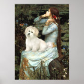 Coton de Tulear 7 - Ophelia Seated Poster (Voorkant)