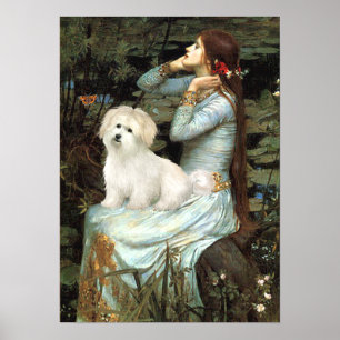 Coton de Tulear 7 - Ophelia Seated Poster