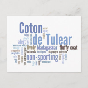 Coton de Tulear Briefkaart