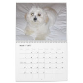 coton de tulear Calendar Kalender (Mar 2027)