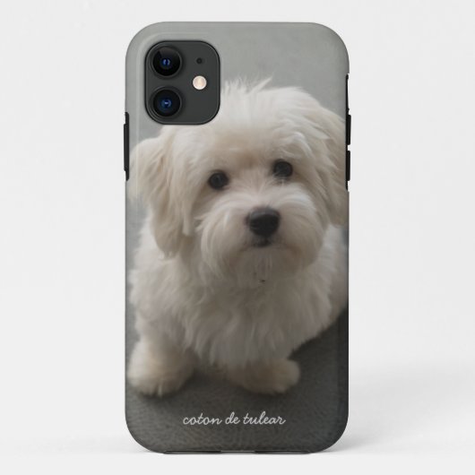 Coton de Tulear Case-Mate iPhone Case (Achterkant)