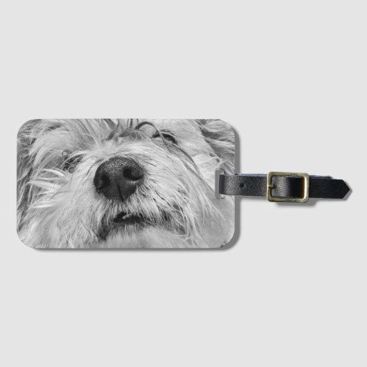 Coton de Tulear dog Bagagelabel (Voorkant (horizontaal))