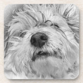 Coton de Tulear dog Bier Onderzetter (Voorkant)