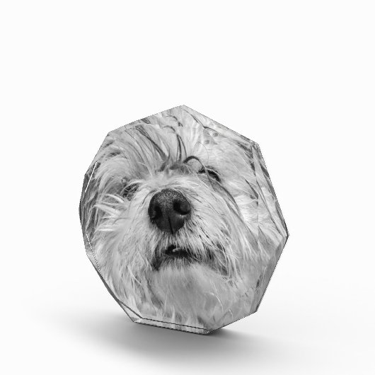 Coton de Tulear dog Fotoblokken (Rechts)