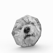 Coton de Tulear dog Fotoblokken (Links)