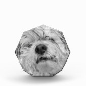 Coton de Tulear dog Fotoblokken (Voorkant)