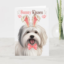 Coton de Tulear Dog in Bunny Ears voor Pasen