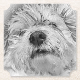 Coton de Tulear dog Kartonnen Onderzetters