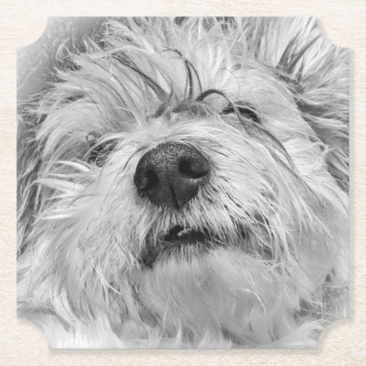 Coton de Tulear dog Kartonnen Onderzetters (Voorkant)