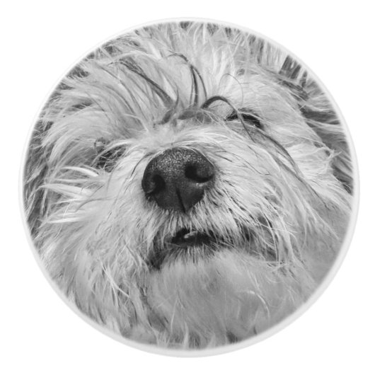 Coton de Tulear dog Keramische Knop (Voorkant)