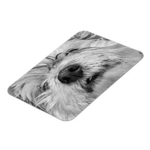 Coton de Tulear dog Magneet