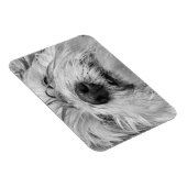 Coton de Tulear dog Magneet (Rechterzijde)