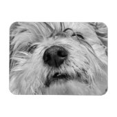 Coton de Tulear dog Magneet (Horizontaal)