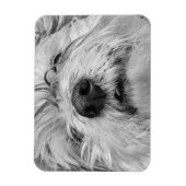 Coton de Tulear dog Magneet (Verticaal)