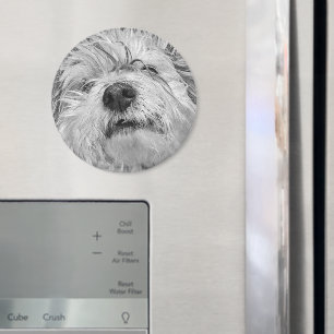 Coton de Tulear dog Magneet