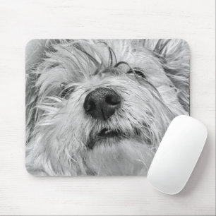 Coton de Tulear dog Muismat