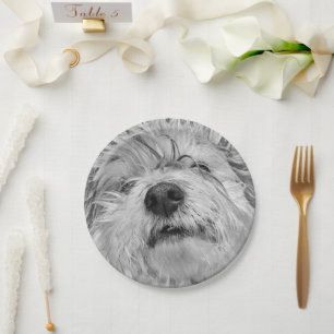 Coton de Tulear dog Papieren Bordje