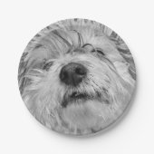 Coton de Tulear dog Papieren Bordje (Voorkant)