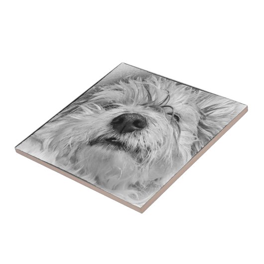 Coton de Tulear dog Tegeltje (Zijkant)