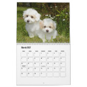 Coton de Tulear hondenkalender Kalender (Mar 2027)
