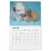 Coton de Tulear hondenkalender Kalender (Feb 2027)